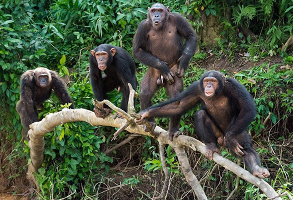 Chimpanzee trekking in Budongo
