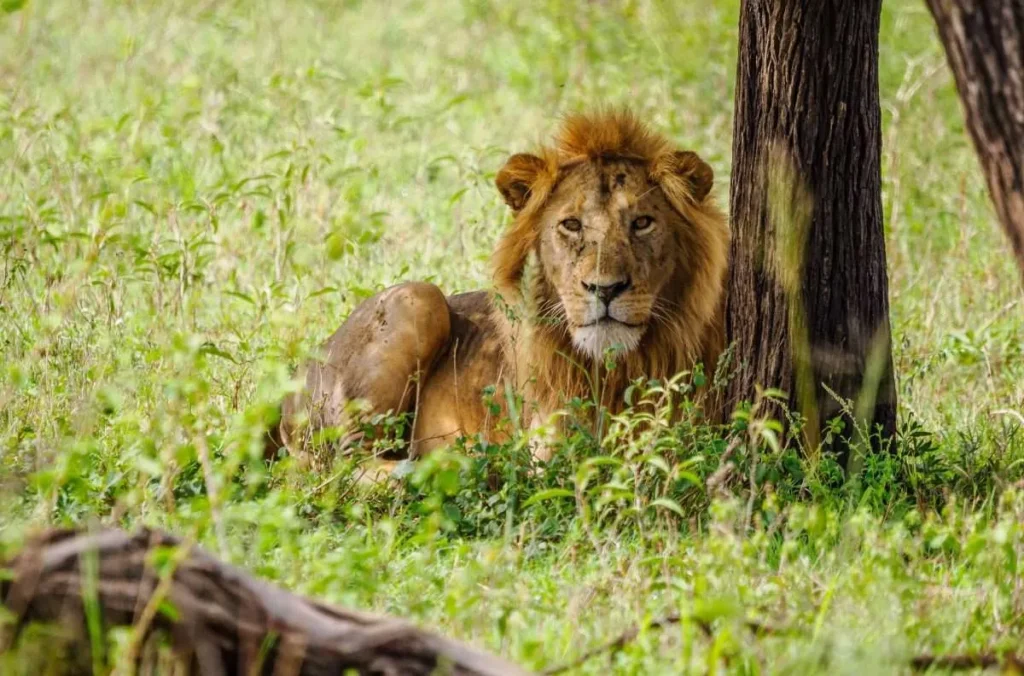 Kenya Photography Safari: Maasai Mara Migration, River Crossings & Expert Guiding