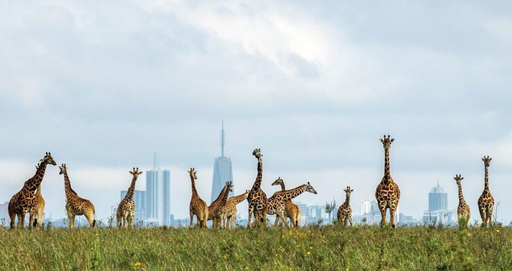 Kenya Photography Safari: Capture the Migration, the Mara & the Moments That Last a Lifetime 
