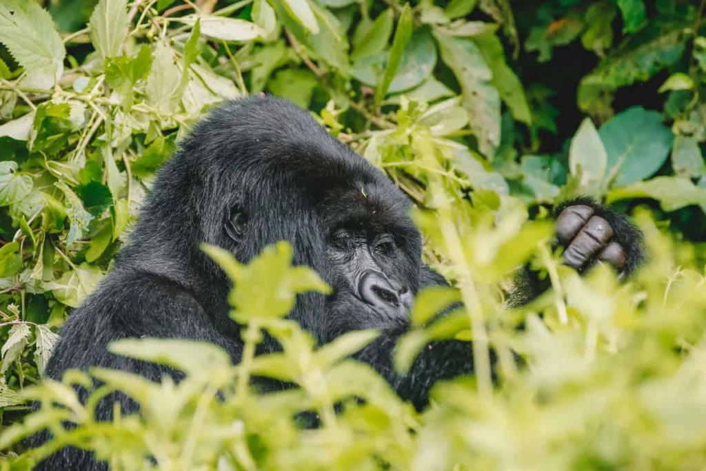 Uganda Gorilla & Primate Safari: Private 10-Day Luxury Expedition