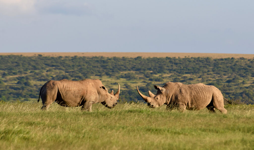 Kenya Conservation Safari: Rhinos, Elephants & Private Conservancies