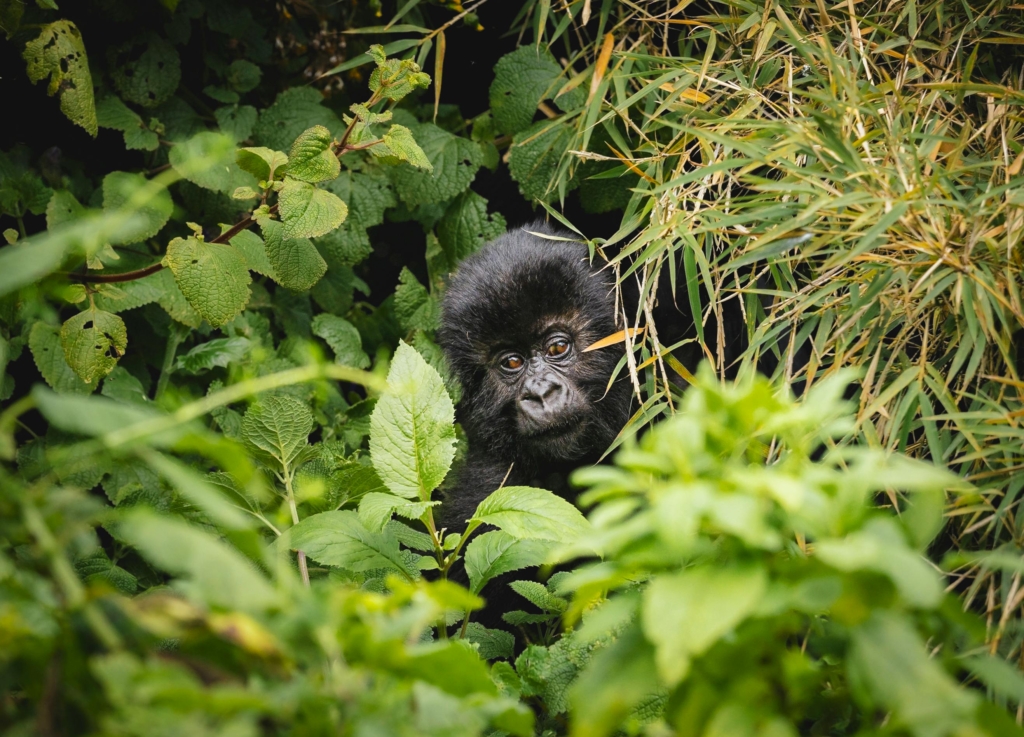10-Day Luxury Rwanda Safari: Mountain Gorillas, Chimpanzees & the Big Five