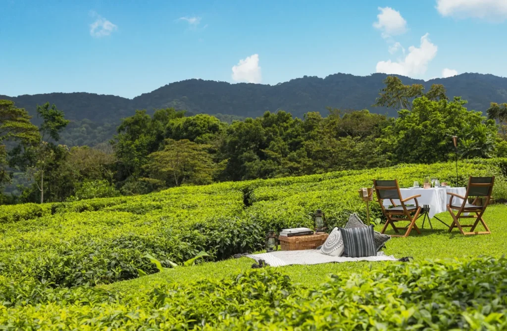 Rwanda Gorilla, Chimp & Safari | 11-Day Luxury Rwanda Fly-in Safari