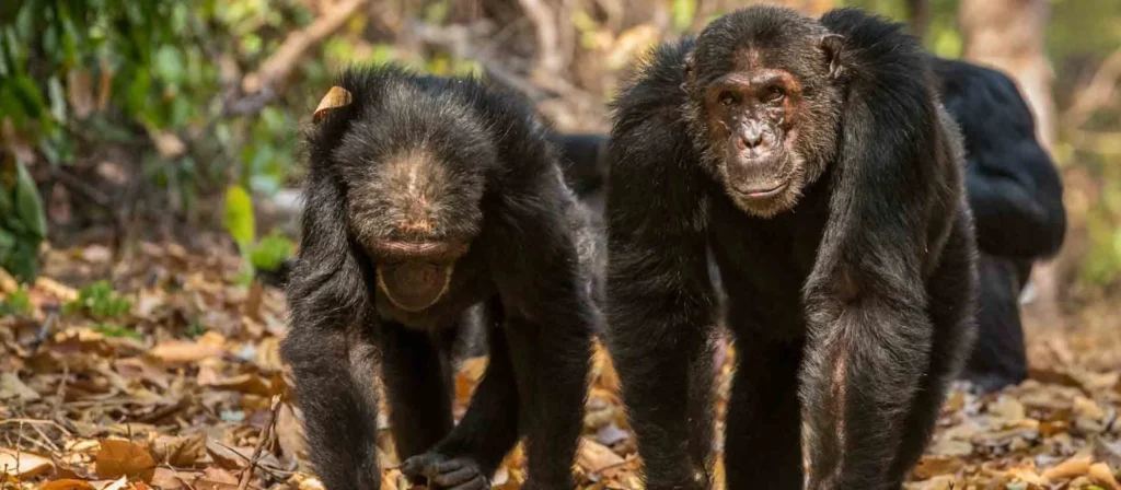 Mahale Mountains National Park | Trek Wild Chimpanzees