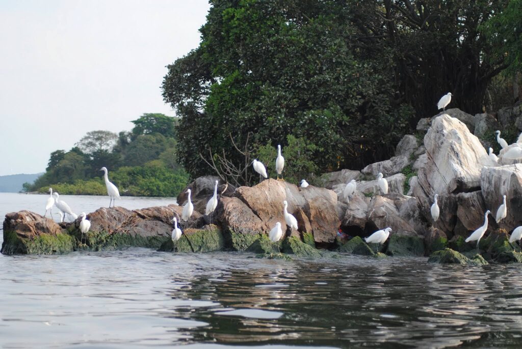 Rubondo Island National Park | Tanzania's Hidden Gem Safari