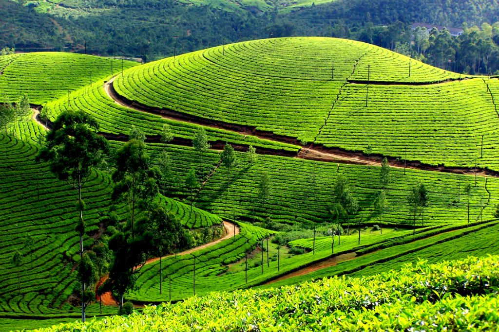 Shagasha Tea Estate Walk. Nyungwe Forest