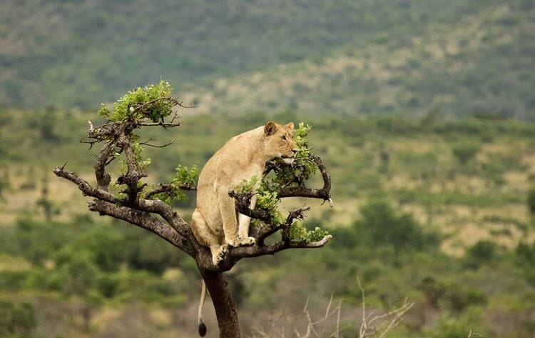 The Lions of Akagera National Park