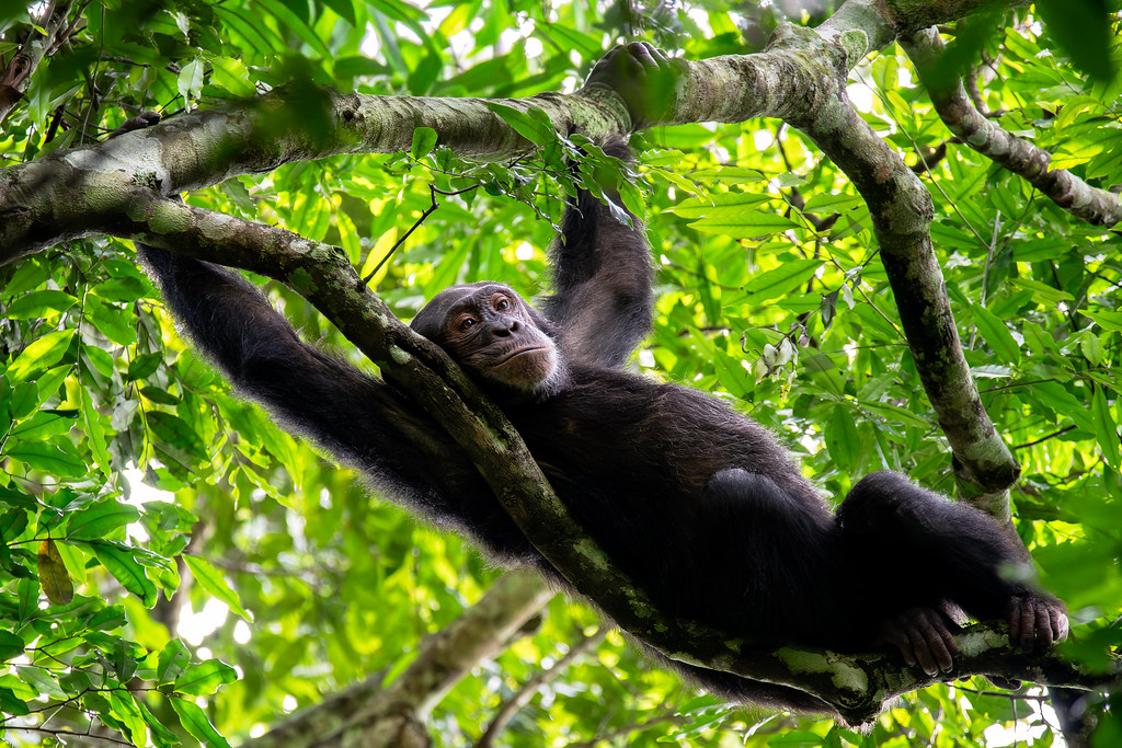 Chimpanzee Trekking in East Africa | Gombe & Mahale Safaris