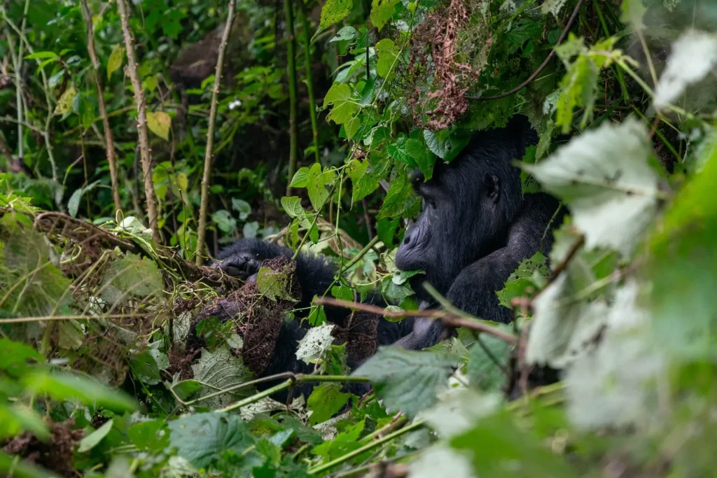 Gorilla Trekking Safaris in Rwanda & Uganda | Luxury Tours
