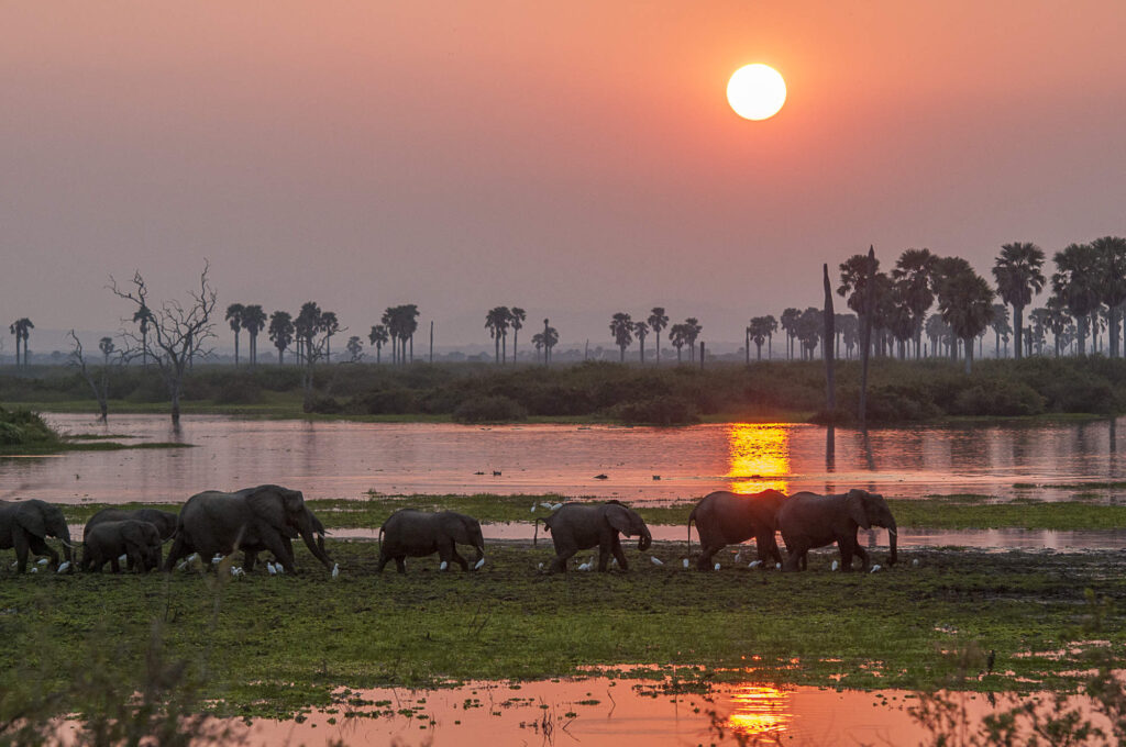 Nyerere National Park: Complete Luxury Safari Guide