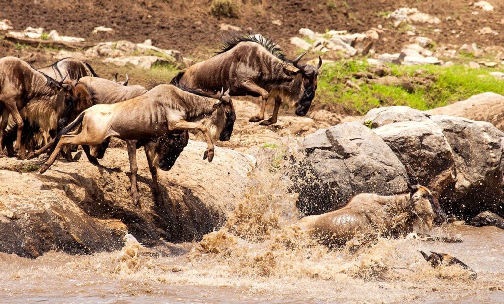 Great migration crosses the Grumeti River