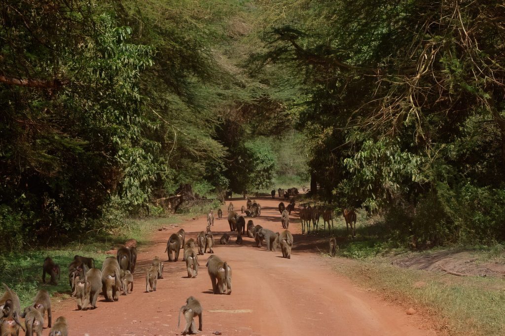 Attractions in Lake Manyara National Park