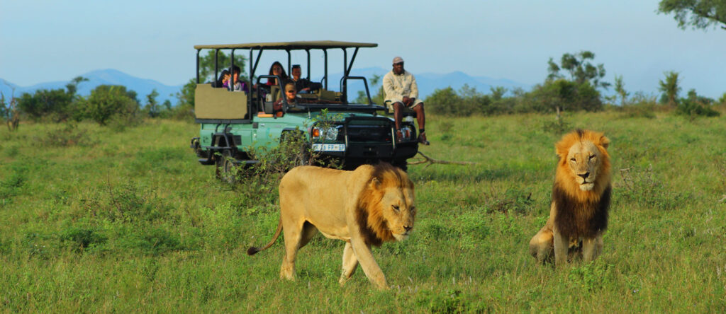 Big Five Game Drives in Tanzania | Expert Safari Guide