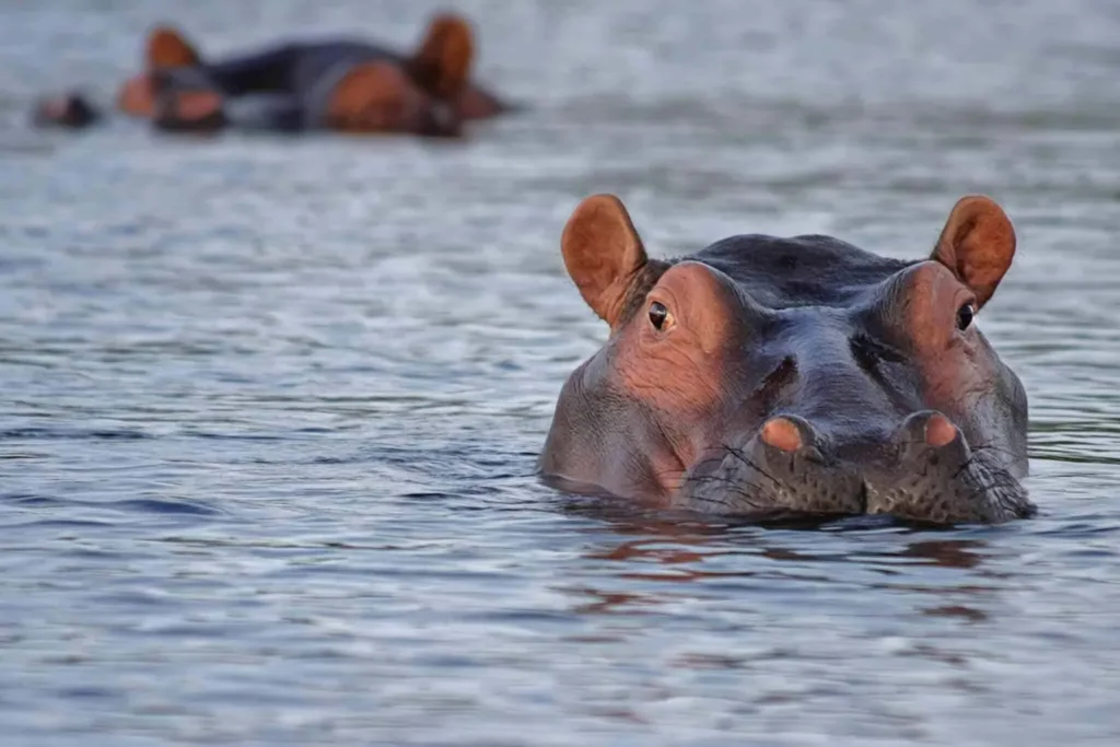 Hippo Pool in Lake Manyara National Park