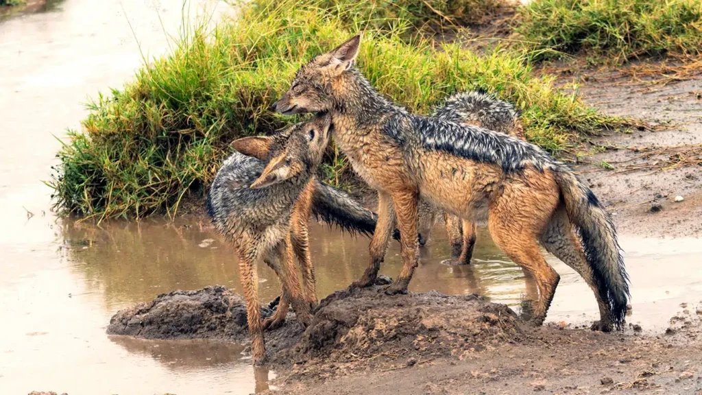 Attractions in Lake Manyara National Park