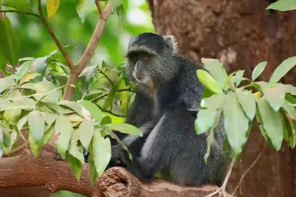 Wildlife on Kilimanjaro