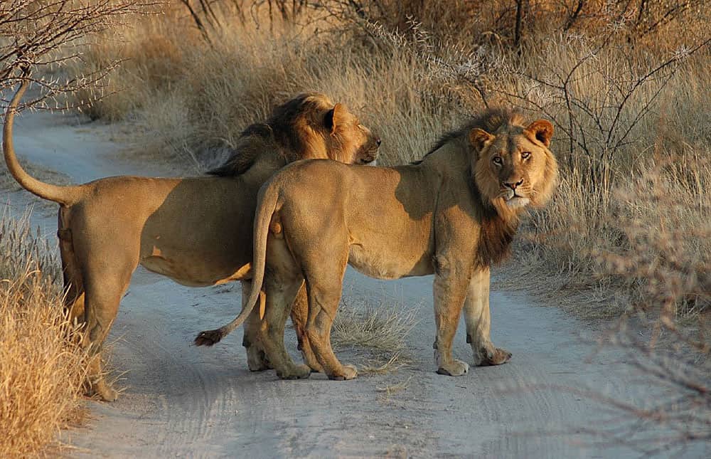 Central Kalahari: Kalahari Maned Lions