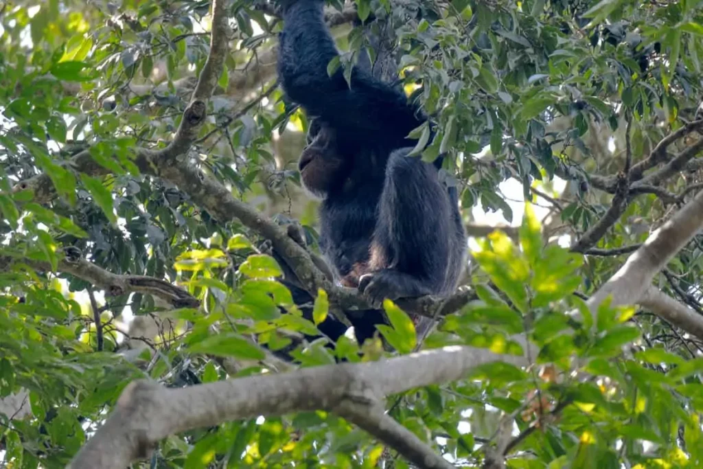 Chimpanzee Trekking in Rwanda | Nyungwe Forest Trekking Guide
