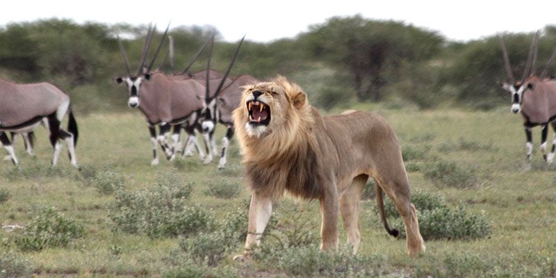 Wildlife of the Central Kalahari Game Reserve.
