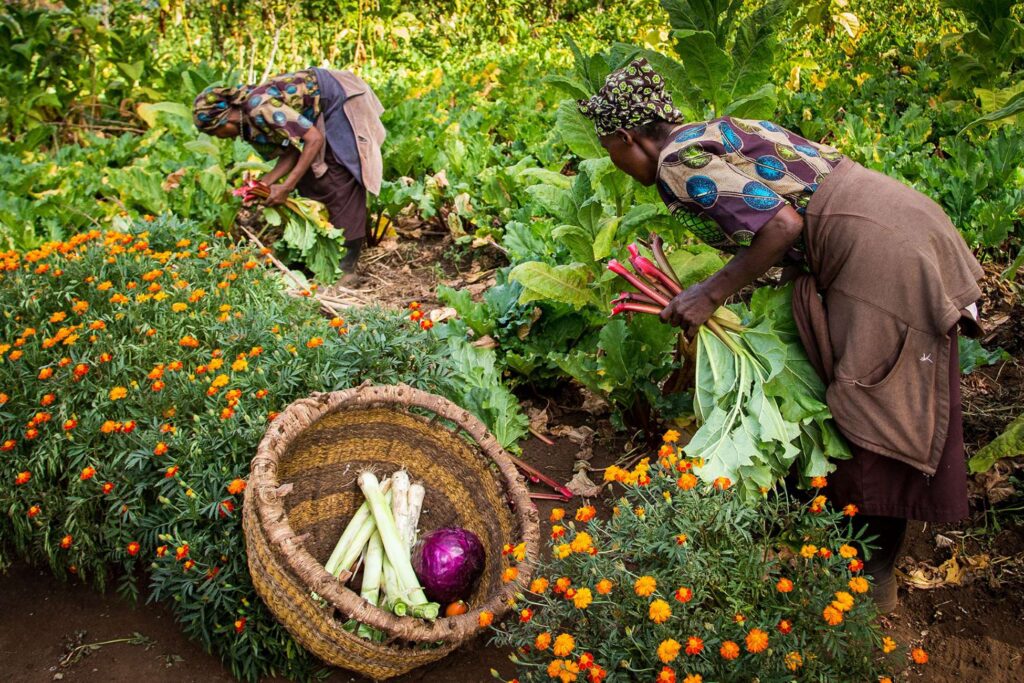 Gibb's Farm Tanzania: Luxury Karatu Lodge