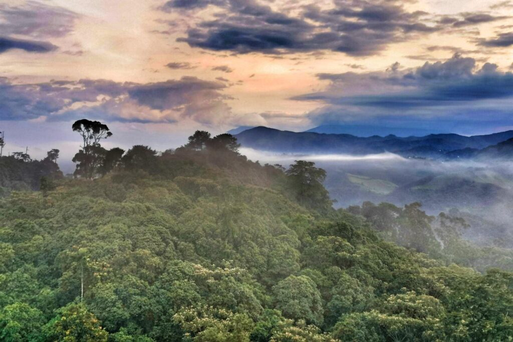 Gishwati Mukura National Park: Chimps, Monkeys & Safari Guide